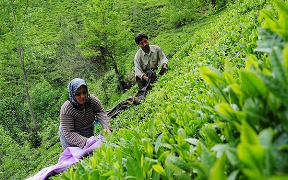 برآورد میزان خسارت باغ‌های چای رودسر