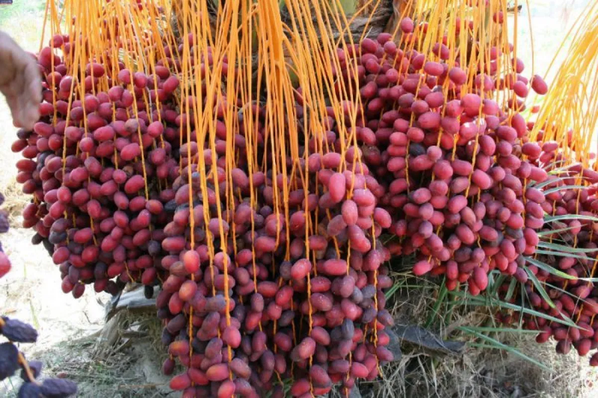 پیش‌بینی کاهش ۳۰ درصدی تولید خرما در خرمشهر