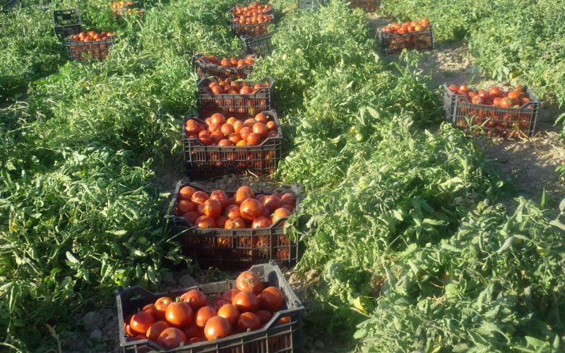صادرات گوجه فرنگی گلخانه‌ای آزاد است
