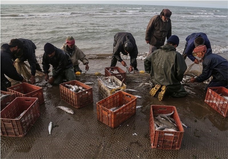 کاهش ۳ درصدی صید ماهیان استخوانی در کشور