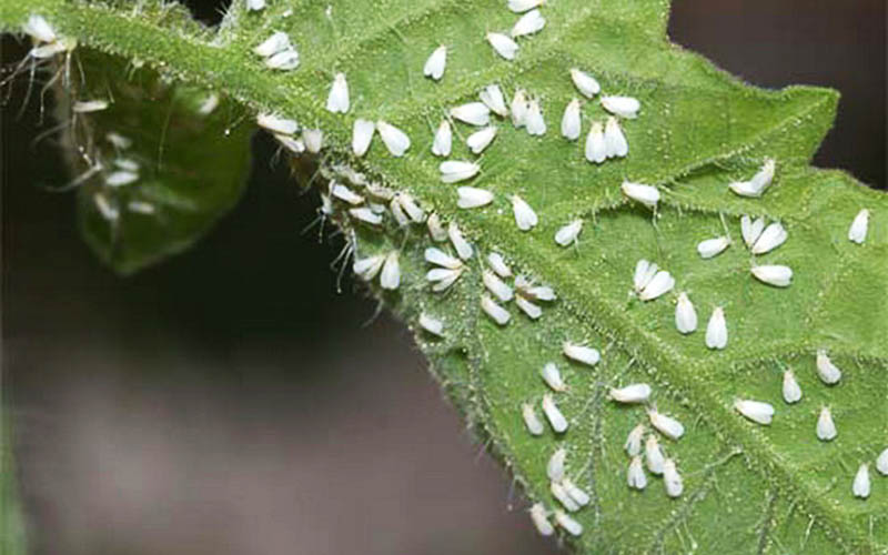 سفیدبالک