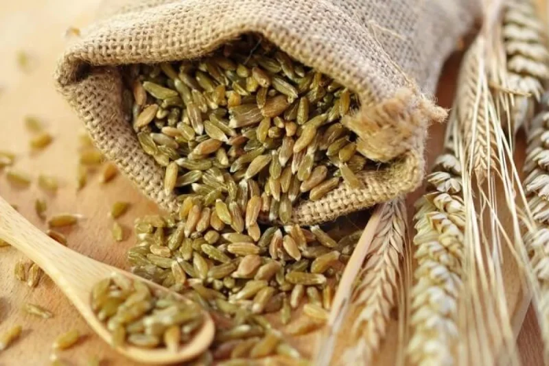 رکورد تاریخی تولید جهانی غلات