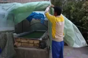 قطعی برق 5 ساعته آسیب جدی به تولید مزارع ماهی وارد کرد