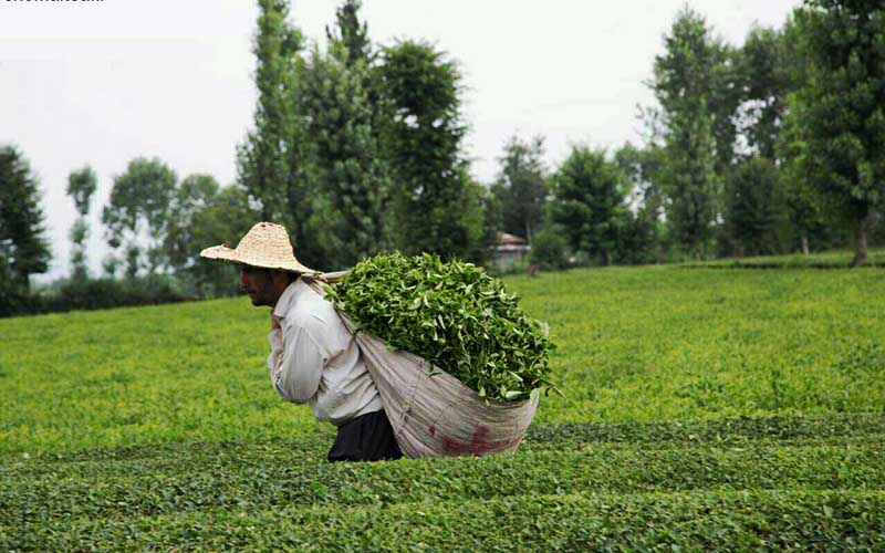 سازمان چای اجازه نخواهد داد که مساله چای سنواتی به تولید چای داخلی ما ضربه بزن