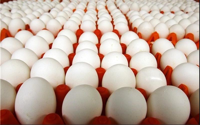 عرضه روزانه 140 تن تخم‌مرغ دولتی در پایتخت