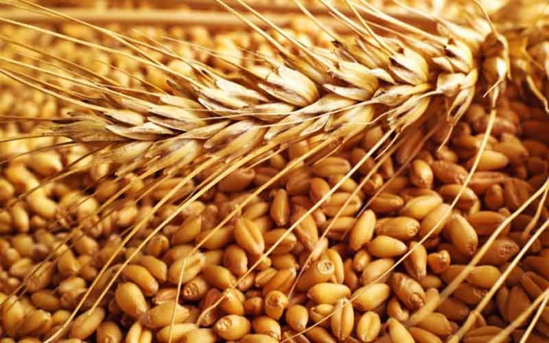 wheat 3 e1463686725488