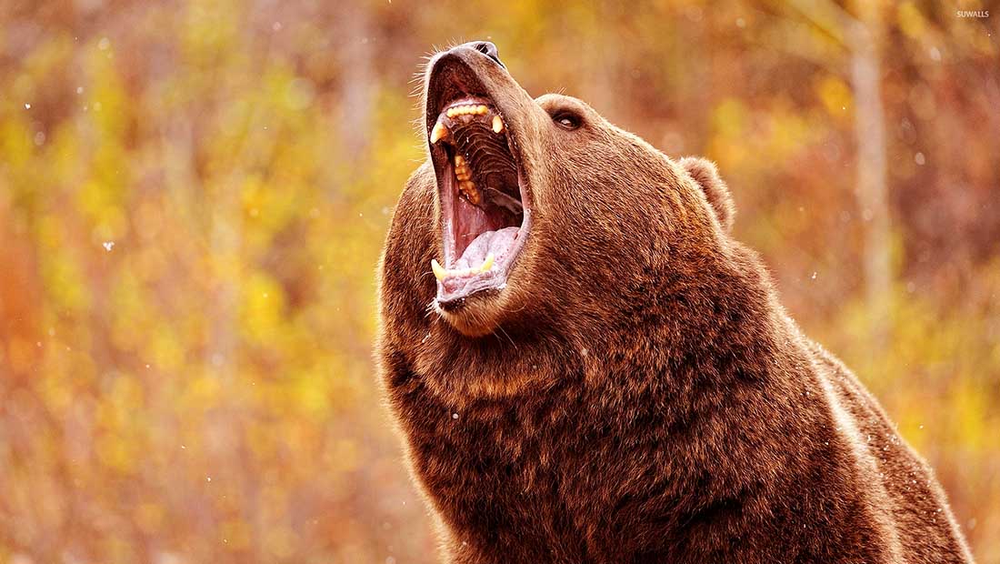 بازار بورس خرس شاخص