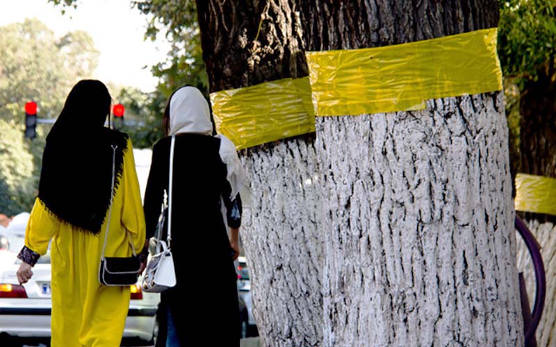 انتقاد یک گیاه‌شناس از تعویض نشدن چسب‌های زردرنگ درختان تهران