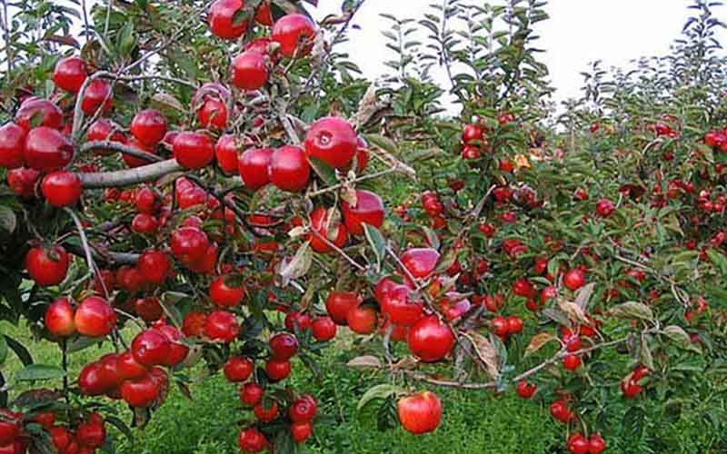 پیش‌بینی تولید 51 هزار تن سیب در کرمانشاه