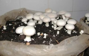 قارچ توسط صنایع گران تر به فروش می‌رسد