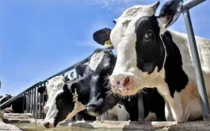 تب برفکی به انسان منتقل نمی‌شود