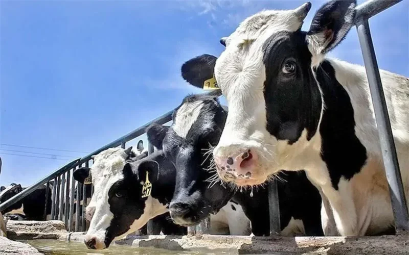 تازه‌ترین آمار صادرات گاو و گوسفند در سال ۹۶