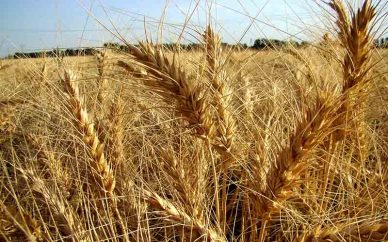 چه زمانهایی برای کشت گندم دیم مناسب است؟ چه زمانهایی برای کشت گندم دیم مناسب است؟