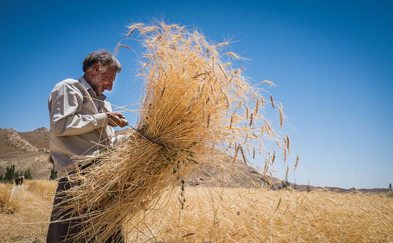 پرداخت ۲۸۰۰ میلیارد تومان از مطالبات گندمکاران تا ۳ هفته آینده