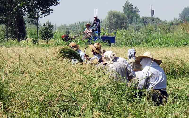 خرید توافقی برنج راهگشای کنترل واردات و نوسان قیمت