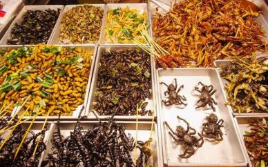 ایران صادرکننده حشرات خوراکی می‌شود
