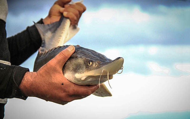 تمدید ممنوعیت صید تجاری ماهیان خاویان در خزر