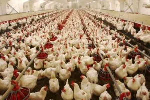 بی‌توجهی به قیمت‌گذاری به نرخ تورم، زیان مرغداران را قطعی می‌کند