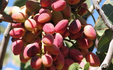 چرایی کاهش ۴۰ درصدی صادرات پسته چرایی کاهش ۴۰ درصدی صادرات پسته
