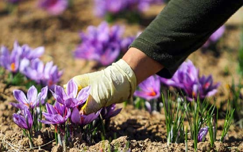 Saffron cultivation34