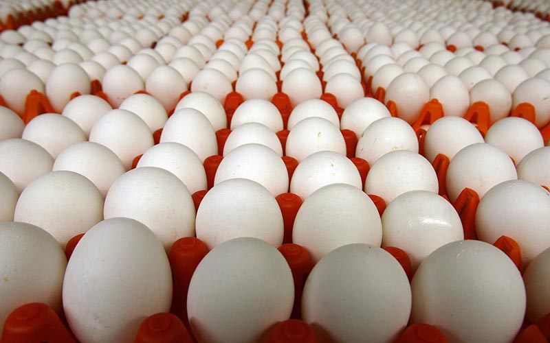 ادامه توزیع و واردات تخم مرغ تا رسیدن بازار به ثبات