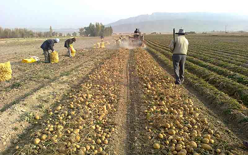 بازدید ازبکستانی‌ها از مزارع سیب‌زمینی ایران/ صادرات ایران از سر گرفته می‌شود؟