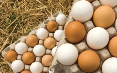 صنعت تخممرغ کشور به حالت عادی برگشته است