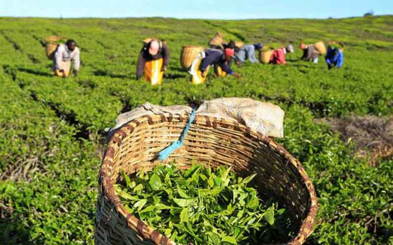 تولید سنتی چای یکی از علل کمبود درآمد چایکاران