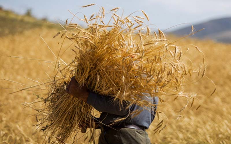 کمبود ۳ میلیون تن گندم در کشور