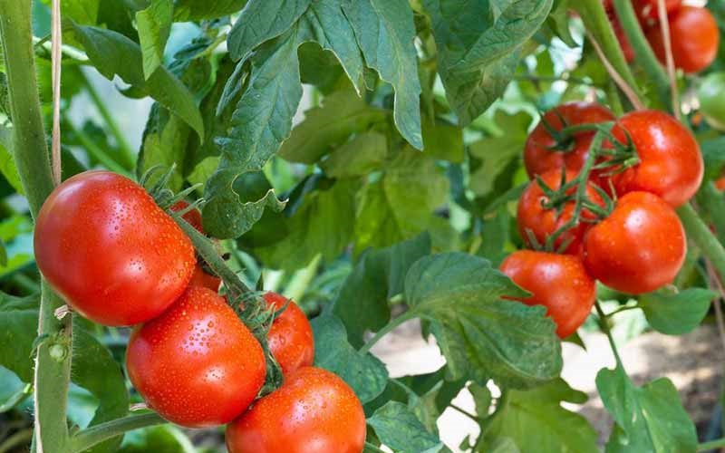 گوجه‌فرنگی روی دست کشاورزان ماند