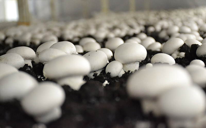 زیان 25 تا 30 میلیاردی تولیدکنندگان قارچ