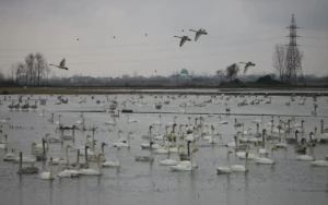 تاریانه خشکسالی بر پیکر تالاب های آذربایجان غربی