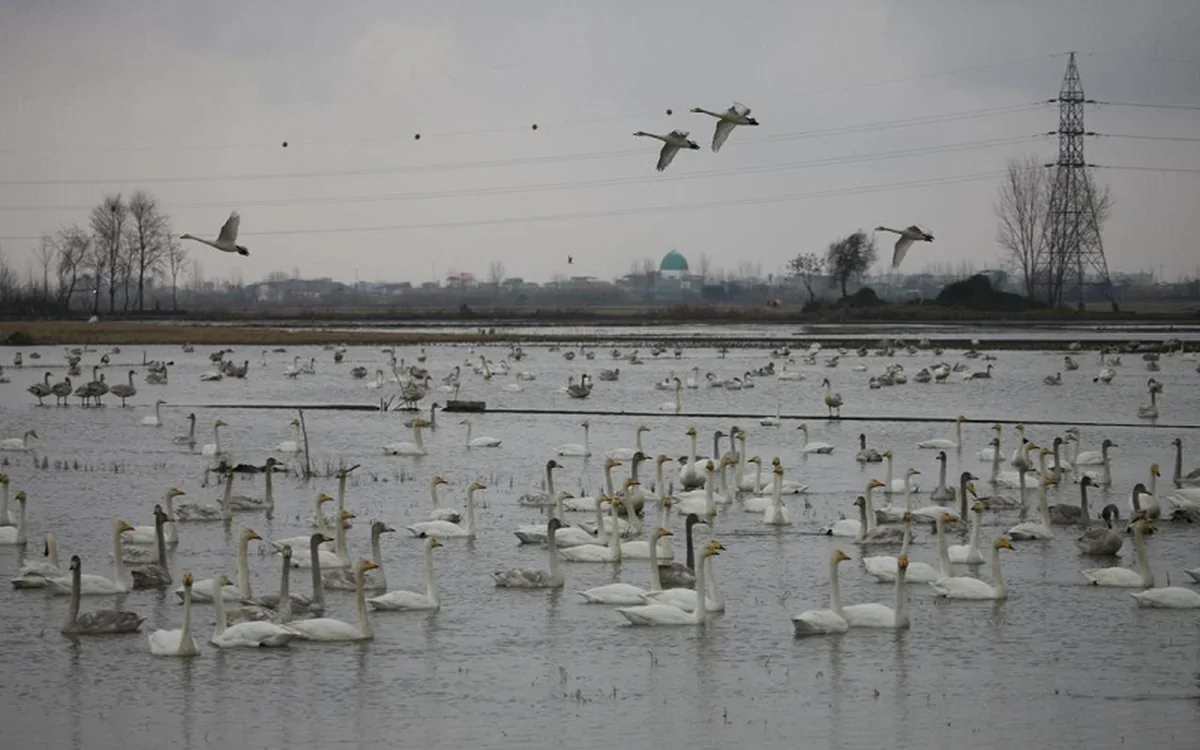 تاریانه خشکسالی بر پیکر تالاب های آذربایجان غربی