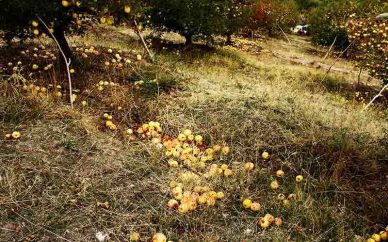 ۱۳۸۹ میلیارد تومان خسارت کشاورزی در سال ۹۶ پرداخت شد