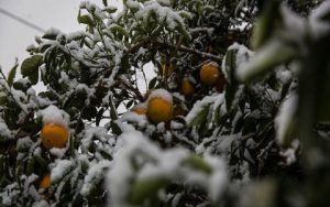 خسارت سرمازدگی سال ۹۵ هنوز جبران نشده است