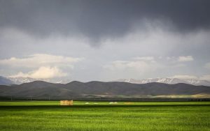 در بخش کشاورزی سیستم پاسخگو تعاونی‌ها هستند