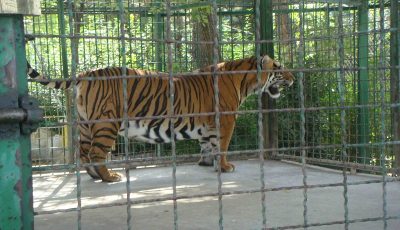 تعطیلی هفت باغ وحش در کشور