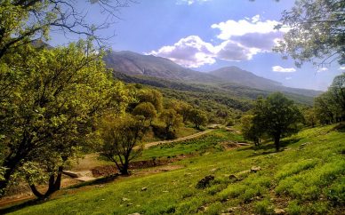 حفظ جنگلهای زاگرس در گرو عزم جدیتر مسئولان