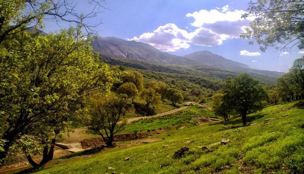 حفظ جنگل‌های زاگرس در گرو عزم جدی‌تر مسئولان