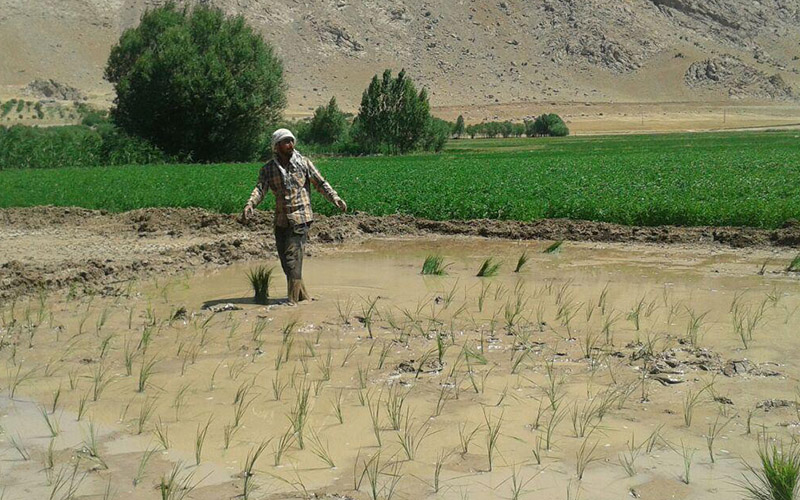 برنج کاری در اصفهان