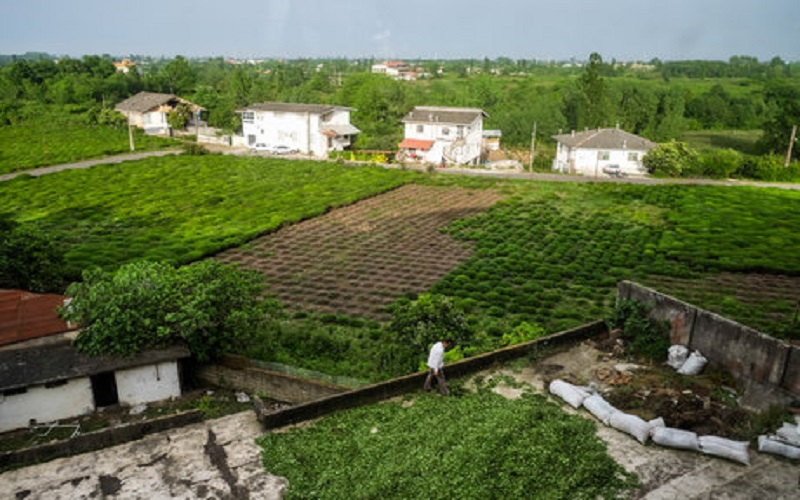 ۴۰ درصد باغ‌های چای ویلا شده‌اند