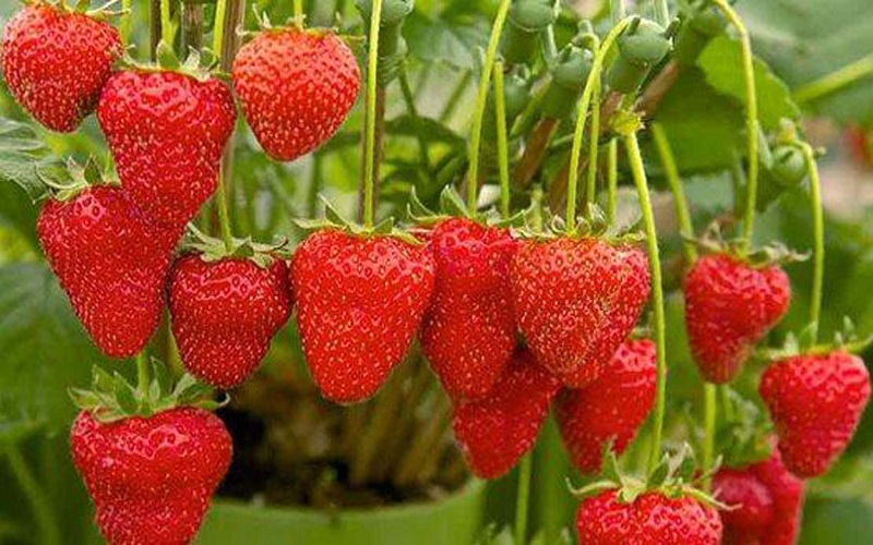 A Guide to Growing Strawberries 1