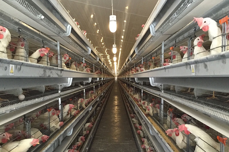 Egg production Qom Univent layer inside poultry house Big Dutchman 72