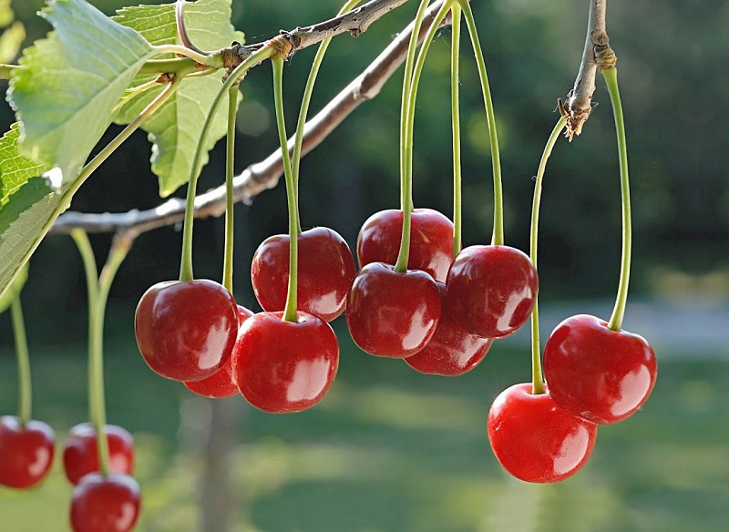 fotokostic gettyimages sour cherry