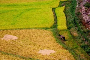 تا ۱۰ سال آینده مساحت ۹۰ درصد اراضی کشاورزی کمتر از ۳ هکتار می‌شود