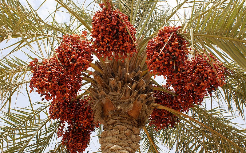 بزرگ‌ترین صادرکنندگان خرما در جهان