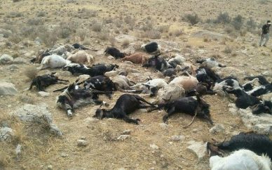 شش میلیون دام یک ساله تلف شدند؛ چه بحرانی در راه است؟