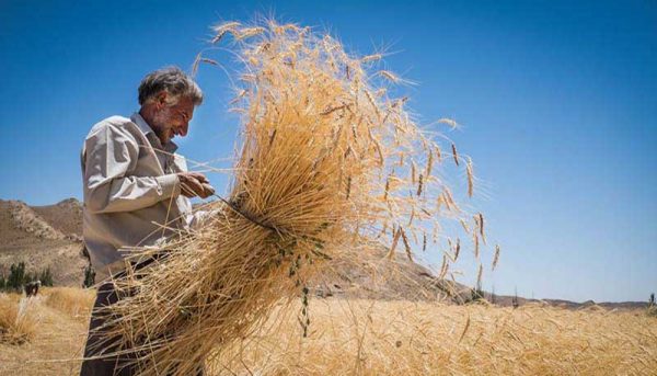 مطالبات گندمکاران تا هفته آینده تسویه می‌شود