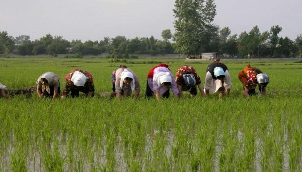 کشت برنج به غیر از شمال کشور ممنوع است