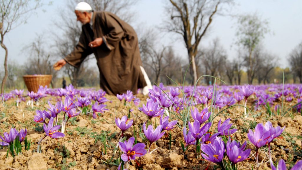 معاملات آتی زعفران فصل برداشت زعفران